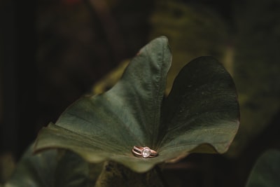 芋头植物
